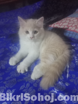 পারসিয়ান ছেলে বিড়াল ১.৫ মাস